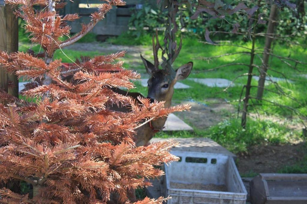 Agromurena Gryfów Śląski エクステリア 写真