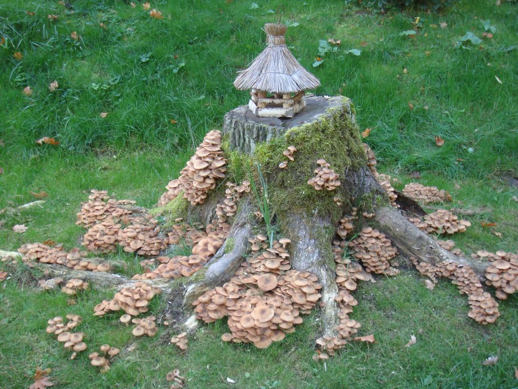 Agromurena Gryfów Śląski エクステリア 写真